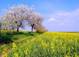 article540300.jpg