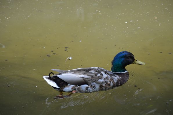 enten 043.JPG