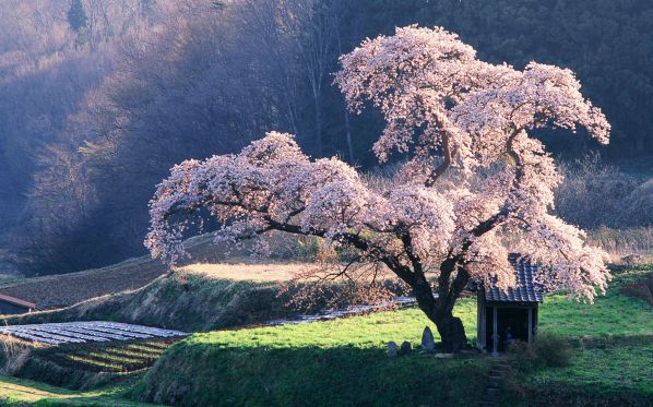 Nature_Plants_Single_branch_of_lilac_018409_.jpg