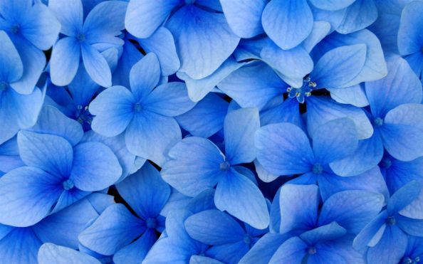 Blue-flowers_1440x900.jpg