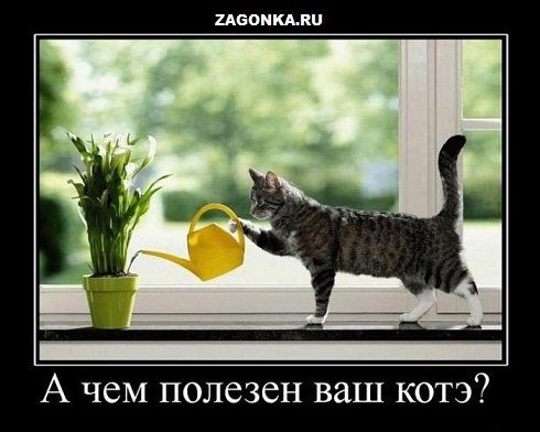 1305612279_demotivator-kote-tancy-kotik-koshak-kot.jpg