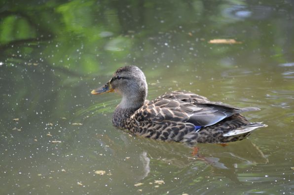 enten 044.JPG