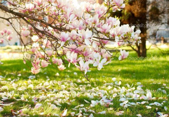 depositphotos_8329904-Magnolia-tree.jpg