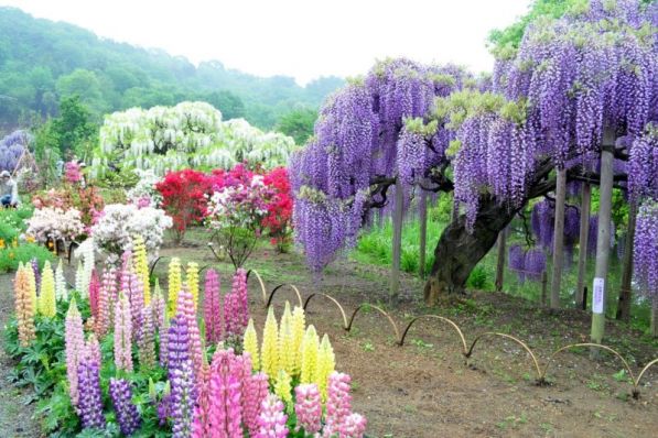 3-Kawachi Fuji Garden.jpg