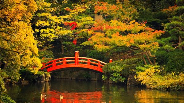 JAPAN-Japans-gardens-are-particularly-beautiful-when-the-autumn-leaves-start-turning-red-to-match-the-ornamental-bridges-such-as-this-one-at-Korakuen-Gardens.jpg