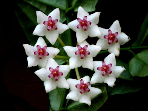 Hoya bella.JPG