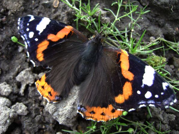  (Vanessa atalanta )