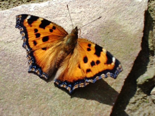   (Aglais urticae)