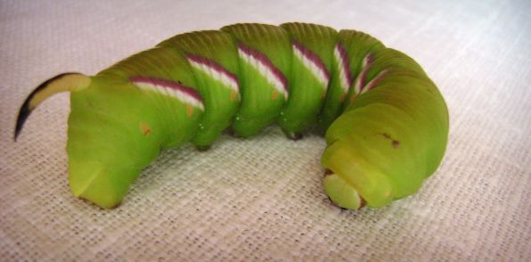    (Sphinx ligustri) CPEHEB PAHK