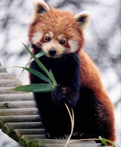 1253266191_ailurus_fulgens_roterpanda_lesserpanda.jpg