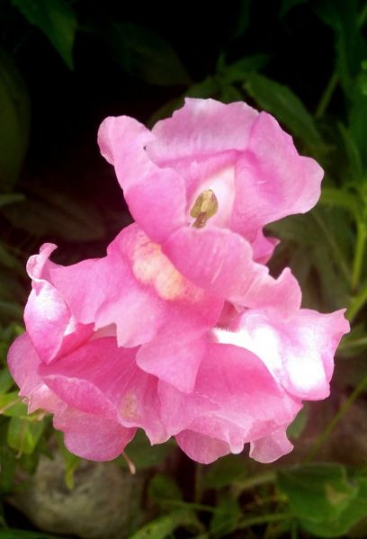  / Antirrhinum