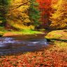 autumn-leaves-osen-les.jpg