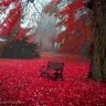 red-nature-tree-autumn-Favim.com-471257 (1).jpg