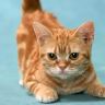 wallpapers_cats_425.jpg