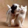 wallpapers_cats_611.jpg