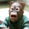 surprised-monkey-1.jpg