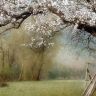 Nature___Plants_Flowering_trees_in_the_garden_079937_.jpg