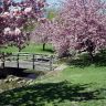 sakura_bridge_flowers_spring_japan_1280x1024_hd-wallpaper-236897.jpg