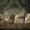 wallpapers_cats_581.jpg