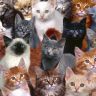 wallpapers_cats_499.jpg