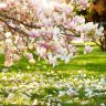 depositphotos_8329904-Magnolia-tree.jpg