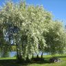 Prunus padus - Bird Cherry 03.jpg