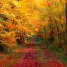 Nature___Seasons___Autumn_the_red_autumn_road_046233_.jpg