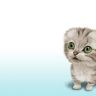 wallpapers_cats_530.jpg