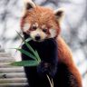 1253266191_ailurus_fulgens_roterpanda_lesserpanda.jpg