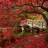 Nature___Seasons___Autumn_Red_autumn_in_the_Park_041900_.jpg